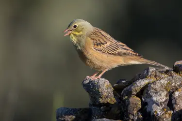 Ortolansparv