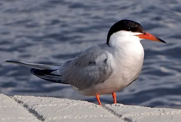 Fisktärna