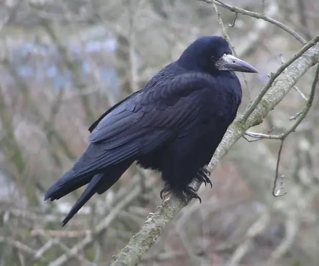 Råka