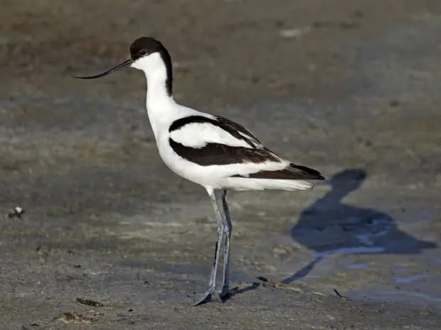 Skärfläcka