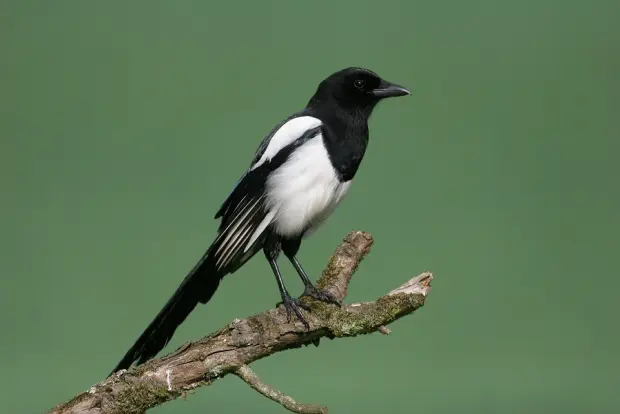 Skata