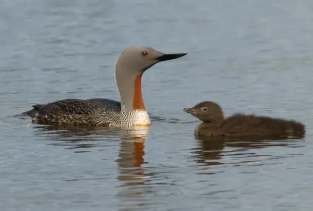 Smålom