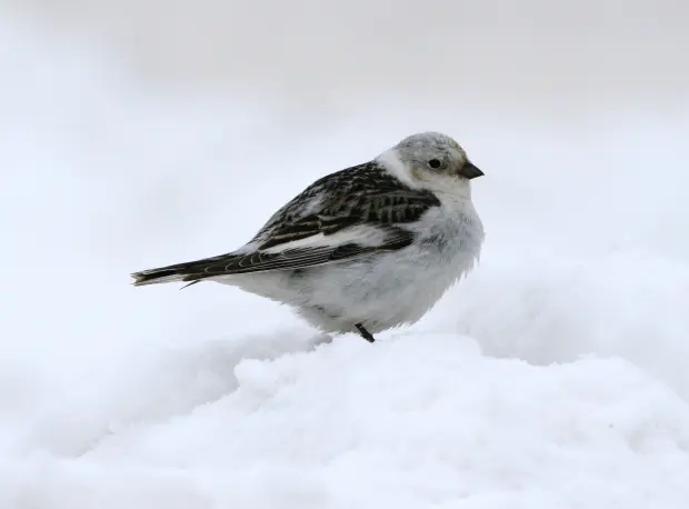 Snösparv