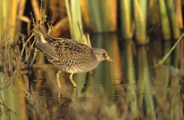 Småfläckig sumphöna